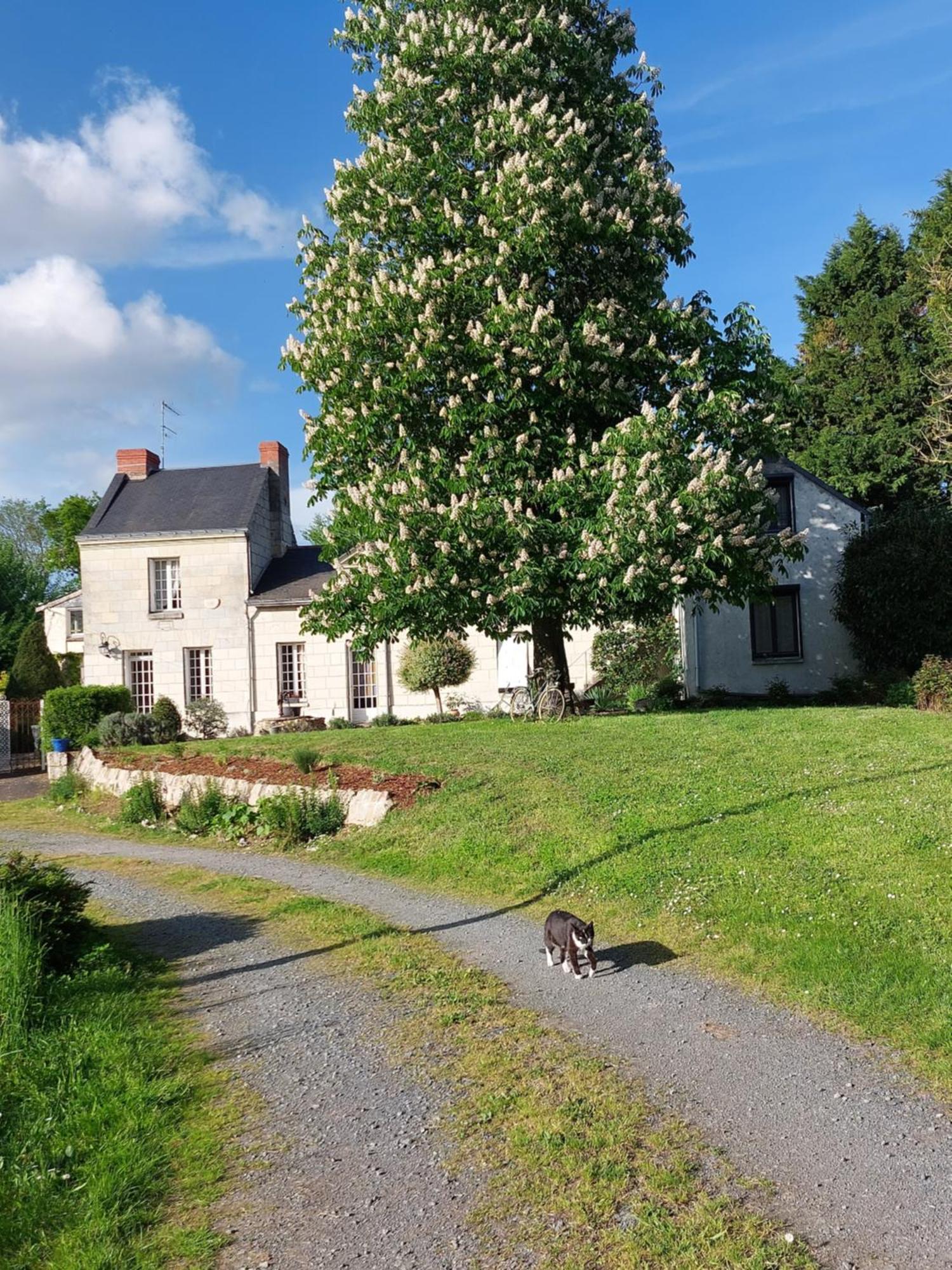 Chambres D'Hotes De L'Ile Du Saule Saumur Exterior photo